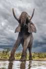 South Africa Bull elephant at a waterhole Art Print